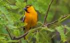Bullocks oriole pause for a moment in southern Arizona Art Print